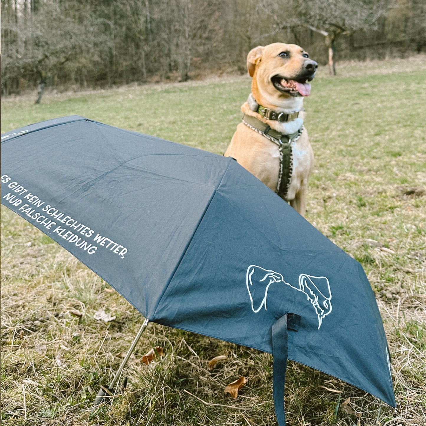 Regenschirm